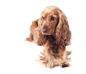 Golden Cocker Spaniel on Transparent Background