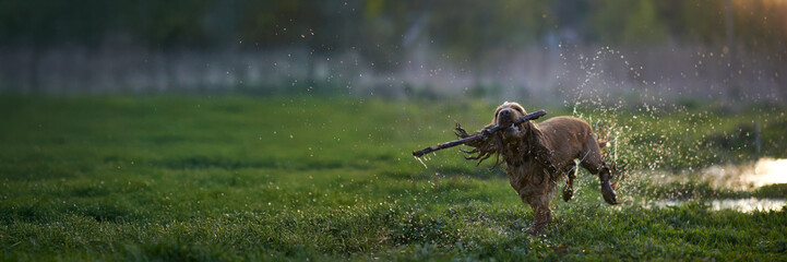 Dog Playing with Stick in Outdoor Wide Banner