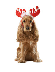 Cocker Spaniel Dog with Festive Antlers