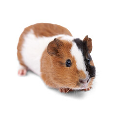 Adorable Guinea Pig on Transparent Background