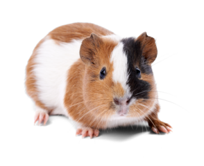 Cute Guinea Pig on Transparent Background