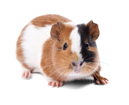 Cute Guinea Pig on Transparent Background