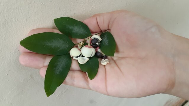 A hand holding the fruit of a Katuk (Sauropus androgynus) plant. This plant is known in several languages ​​as mani cai, cekur manis, and rau ng&oacute;t.