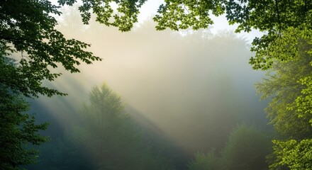 Serene Misty Forest at Dawn with Sunlight Beam Through Green Leaves Creating a Tranquil and Enchanting Atmosphere in Nature