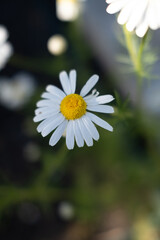 Obraz premium Close-up of blooming chamomile flowers with white petals and yellow centers, captured in soft sunlight with a blurred natural background.