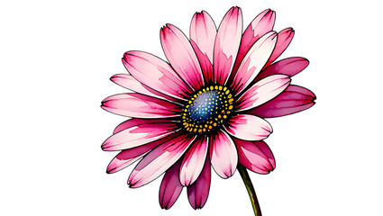 Obraz premium daisy flower pink isolated on transparent background