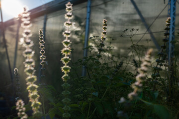 Basil plant with tall blooming stems lit by sunlight in a summer garden, showcasing green leaves and delicate white flowers.
