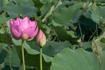 夏の美しいハスの畑　滋賀県草津市下物ビオトープ