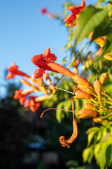 Close-up of vibrant orange trumpet vine flowers blooming in sunlight against a clear blue sky, showcasing their tubular shape and vivid summer colors.