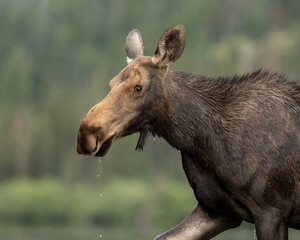 Portrait of a female moose (Alces alces), with water droplets 