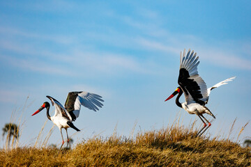 Two saddle-billed storks (Ephippiorhynchus senegalensis) display their striking black, white, and red plumage while taking off from grassy terrain in the Okavango Delta, Botswana, under blue skies.