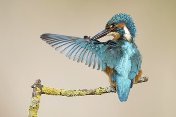 Male Kingfisher (Alcedo atthis) preening, Hesse, Germany