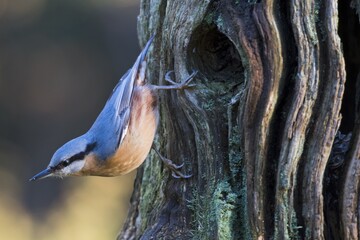 Eurasian nuthatch (Sitta europaea) on knothole, Emsland, Lower Saxony, Germany