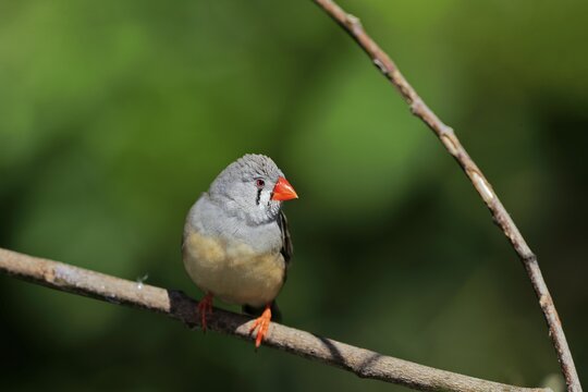 Zebra finch (Taeniopygia guttata), adult, female, on standby, Mount Lofty, South Australia, Australia