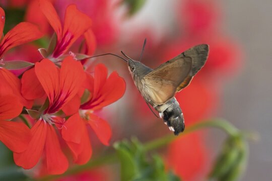 Hummingbird hawk-moth (Macroglossum stellatarum), flying while feeding, on geranium blossom (Pelargonium spec.), Germany