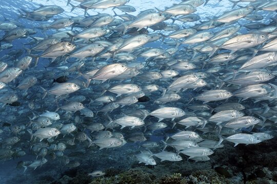 Swarm Bigeye trevallies (Caranx Sexfasciatus) swims over coral reef, Pacific Ocean, Sulu Lake, Tubbataha Reef National Marine Park, Palawan Province, Philippines
