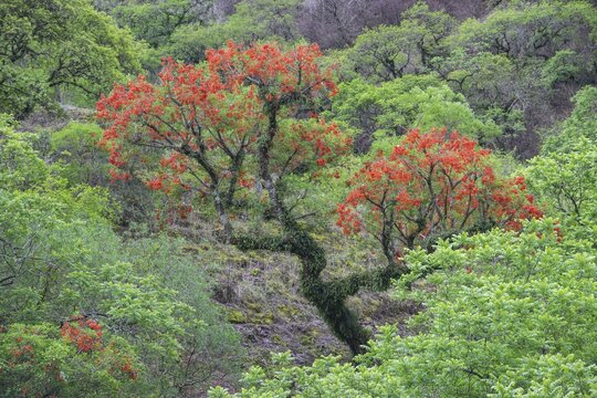 Blooming Cockspur Coral Tree (Erythrina crista-galli), Salta, Argentina