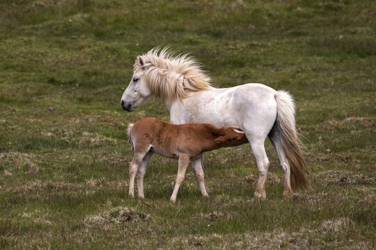 Icelandic horses (Equus islandicus), mare and colt foal standing on a paddock, Iceland
