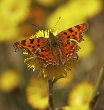 Comma (Polygonia C-album) at Coltsfoot (Tussilago farfara) Hesse, Germany