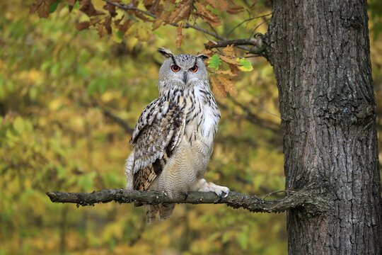 Siberian Eagle Owl (Bubo bubo sibiricus), adult, watchful on perch, Slovakia