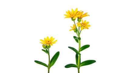  yellow flowers isolated on transparent background