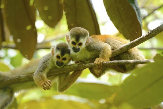 Two Central American squirrel monkeys (Saimiri oerstedii), Manuel Antonio National Park, Central Pacific Coast, Costa Rica, South America