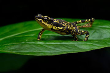 Herpetofauna