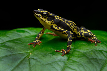 Obraz premium Herpetofauna