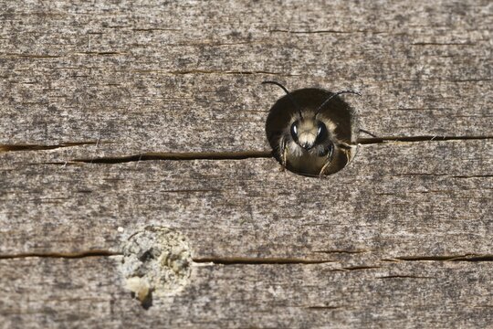 Rusty red mason bee (Osmia bicornis), Emsland, Lower Saxony, Germany