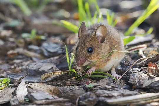 Wood mouse (Apodemus sylvaticus) foraging, Hesse, Germany