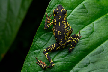 Herpetofauna