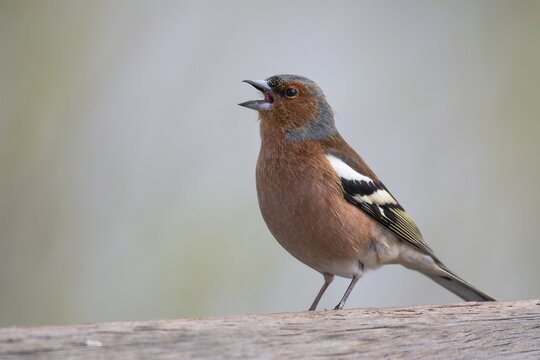 Chirping Chaffinch (Fringilla coelebs), Hesse, Germany
