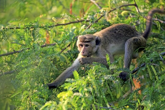 Toque macaque (Macaca sinica), adult on a tree, eating, Yala National Park, Sri Lanka