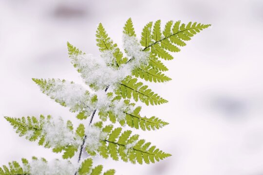 Male fern (Dryopteris filix-mas) with snow crystals, Hesse, Germany