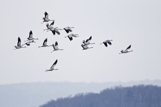 Cranes (Grus grus), flock in flight, North Hesse, Hesse, Germany