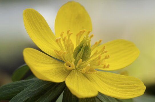Winter Aconite or Wolf's Bane (Eranthis hyemalis)