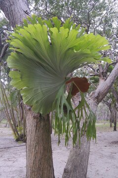 Common staghorn fern, Elkhorn fern (Platycerium bifurcate), Australia