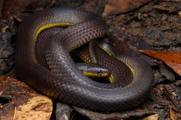Herpetofauna