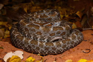 Herpetofauna