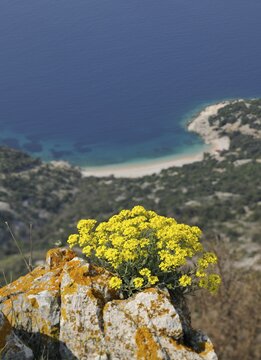 Golden Alyssum (Alyssum saxatile) near Lubenice on Cres, Croatia, Europe