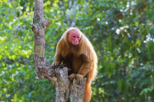 Red Bald-headed Uakari, also known as British Monkey (Cacajao calvus rubicundus), Amazonas State, Brazil