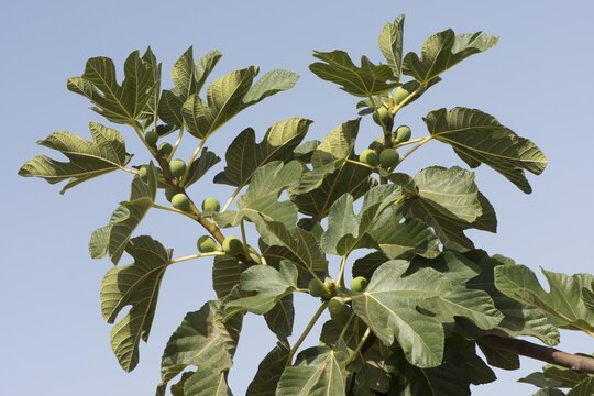Common fig (Ficus carica) with fruits, Faro, Portugal
