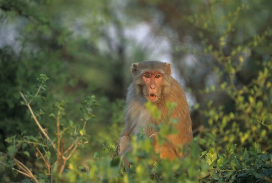 Rhesus Macaque (Macaca mulatta) Keoladeo Ghana, Baratpur, India