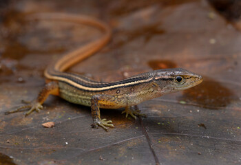 Herpetofauna