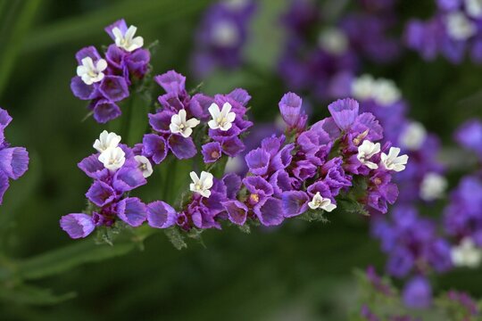Sea Lavender (Limonium), flowering, bloom, Germany