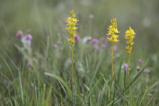 Bog Asphodel (Narthecium ossifragum), Emsland, Lower Saxony, Germany