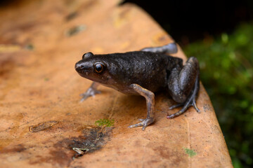 Herpetofauna