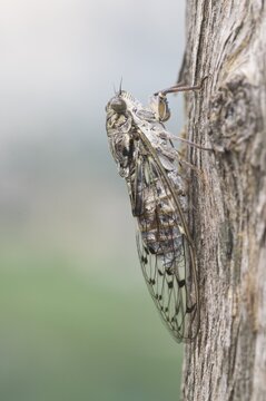 Cicada (Auchenorrhyncha), Italy