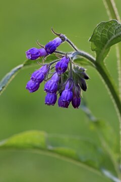 Common comfrey (Symphytum officinale), blossom, blossoming, Germany