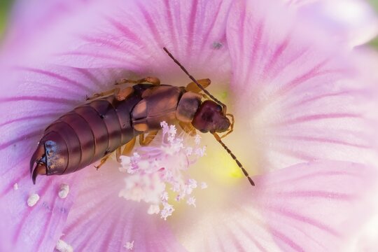 Common earwig (Forficula auricularia) in mallow flower (Malva sylvestris), Hesse, Germany